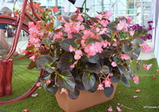 De Chocolate Rose van Padana.